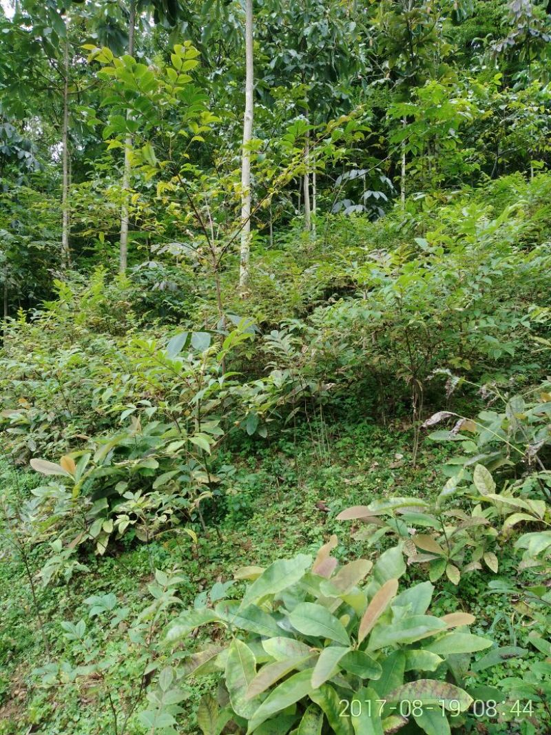 黄柏苗黄柏苗黄柏苗黄柏苗