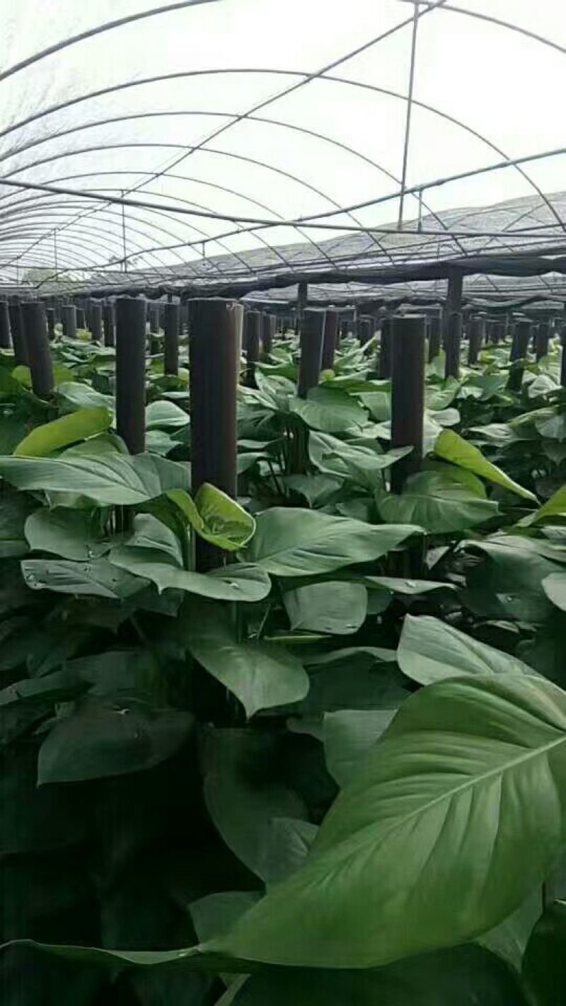 绿萝柱