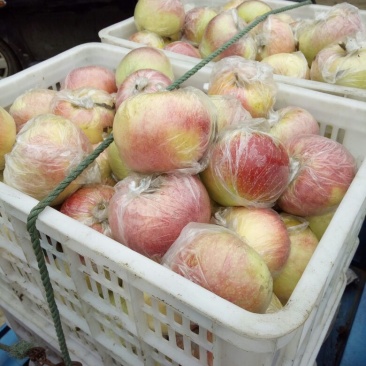 美八苹果75mm以上膜袋