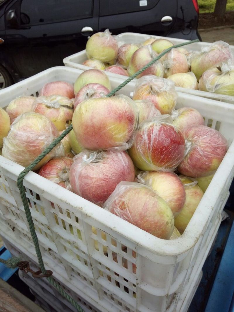 美八苹果75mm以上膜袋