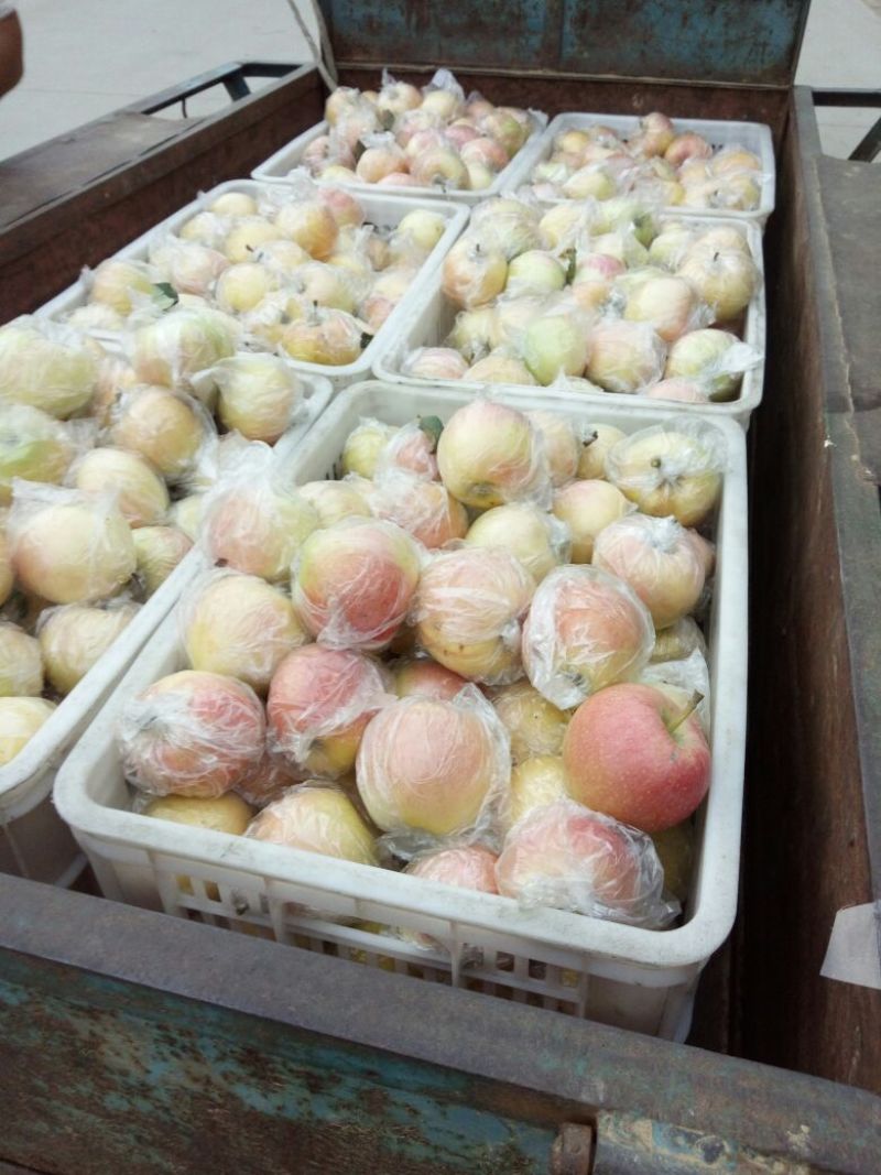 美八苹果75mm以上膜袋