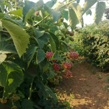 双季树莓苗黑树莓，基地直销，品种纯正，