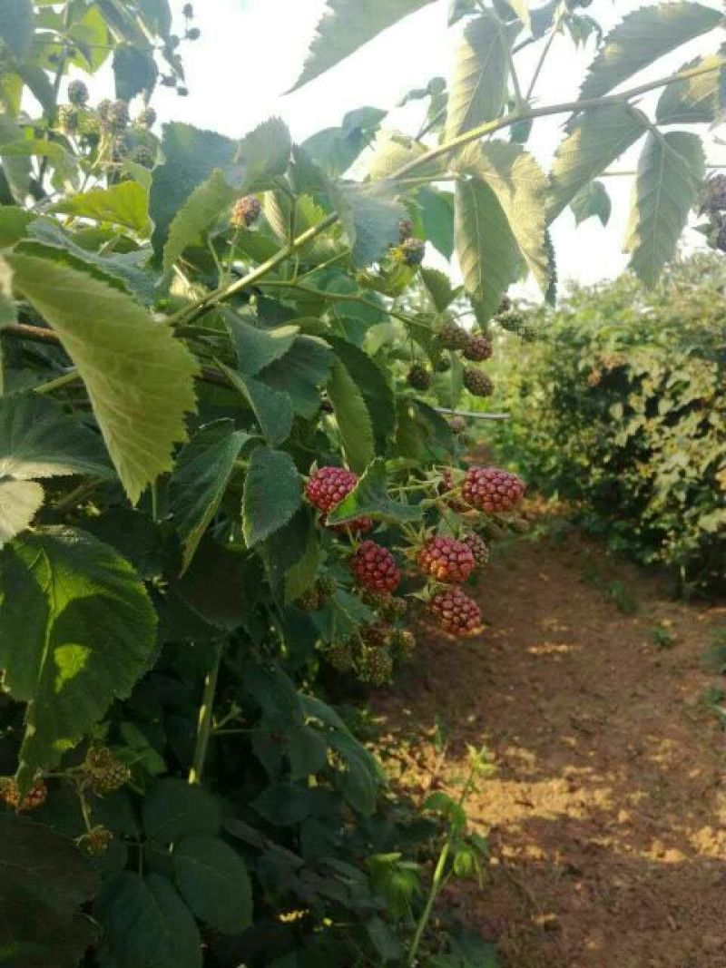 双季树莓苗黑树莓，基地直销，品种纯正，