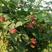 双季树莓苗黑树莓，基地直销，品种纯正，