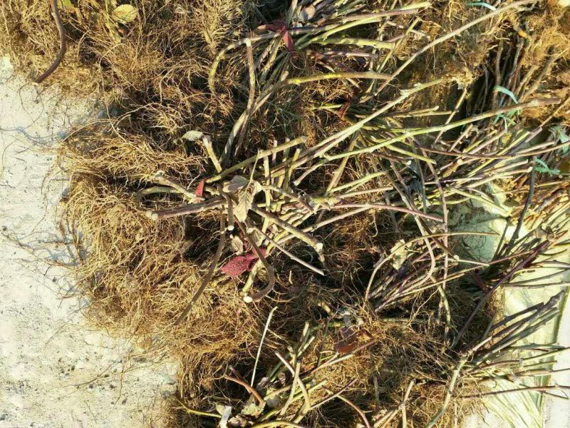 双季树莓苗黑树莓，基地直销，品种纯正，