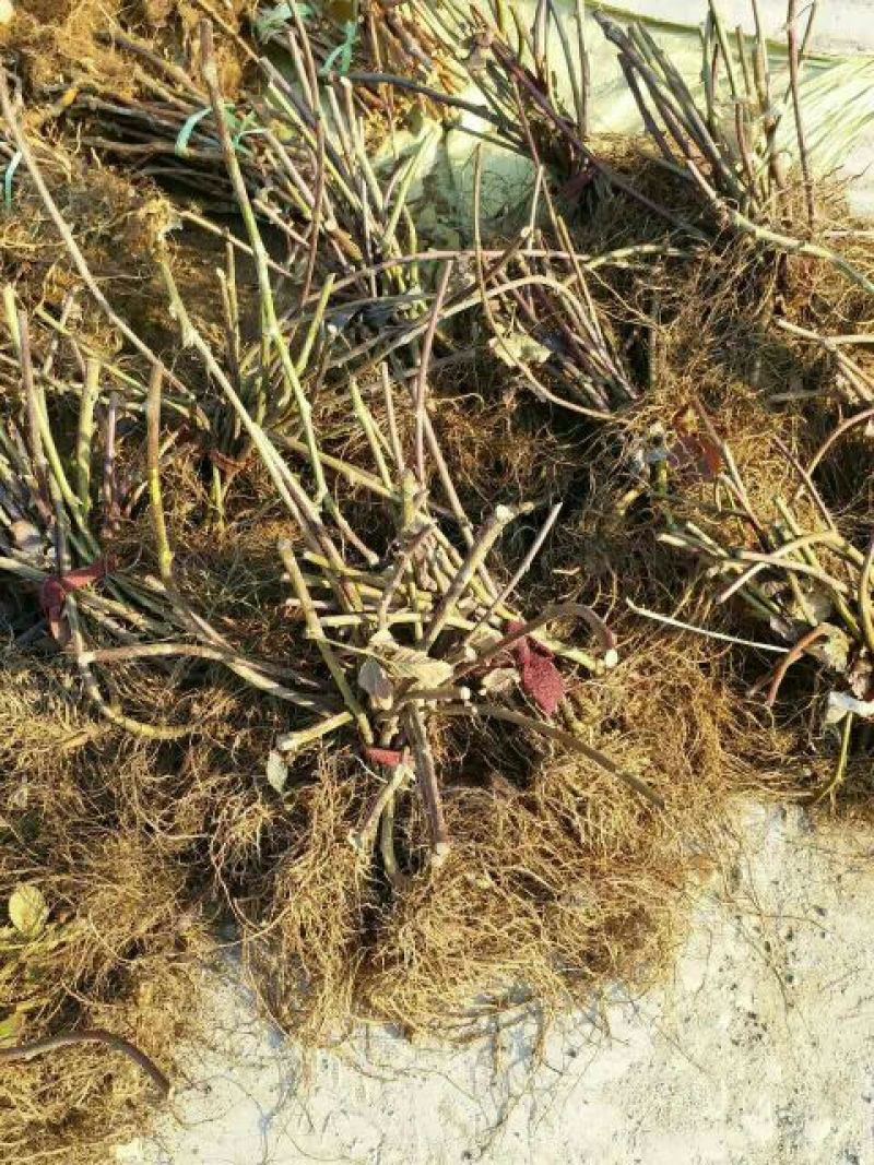 双季树莓苗黑树莓，基地直销，品种纯正，