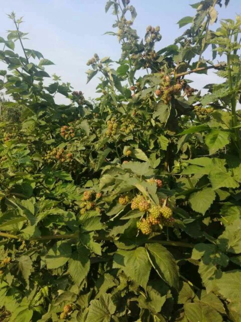 双季树莓苗黑树莓，基地直销，品种纯正，