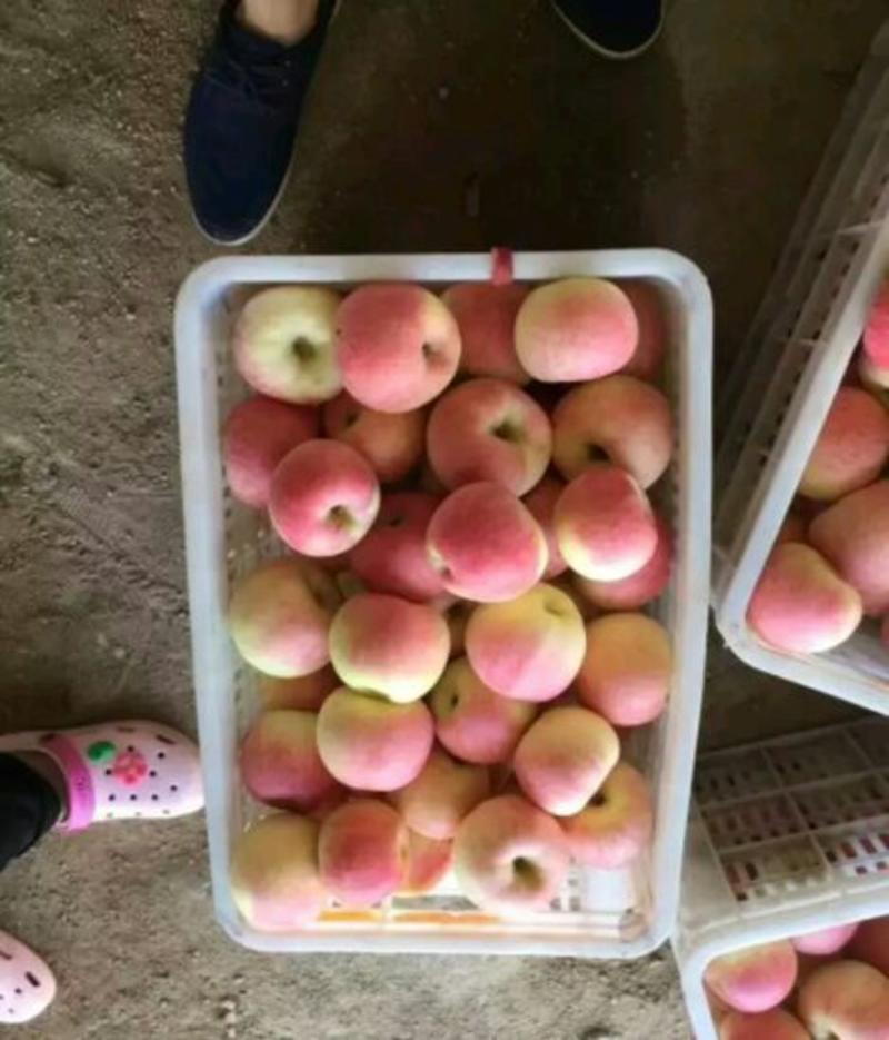 红嘎拉苹果产地大量上市货源直销，价格便宜