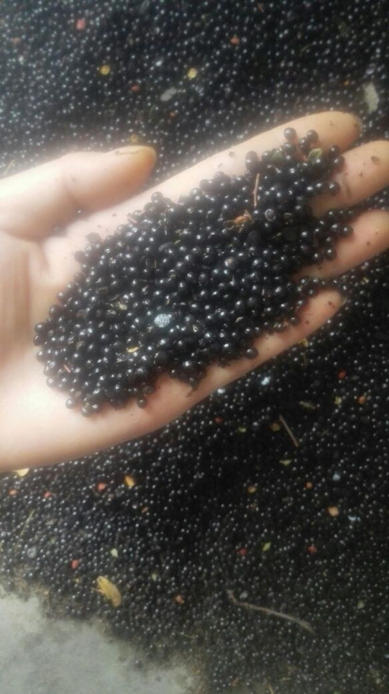 花椒种子