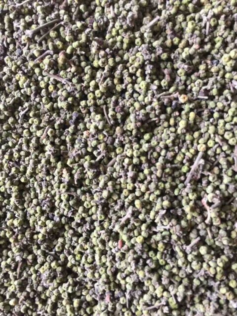 吴茱萸中花吴茱萸苗(茶辣苗)江西中花吴茱萸扦插苗