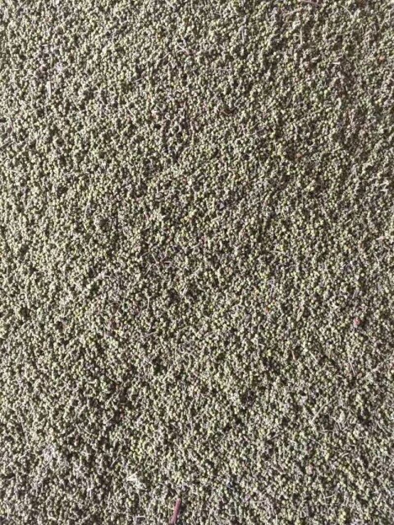 吴茱萸中花吴茱萸苗(茶辣苗)江西中花吴茱萸扦插苗
