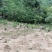 藏香猪母