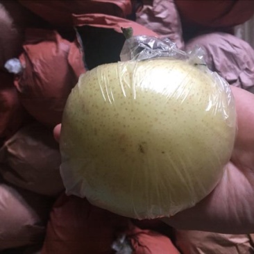 黄金梨