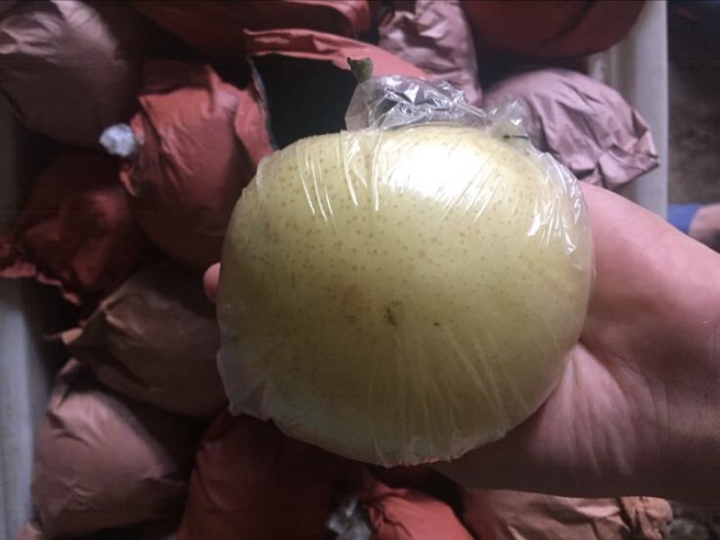 黄金梨