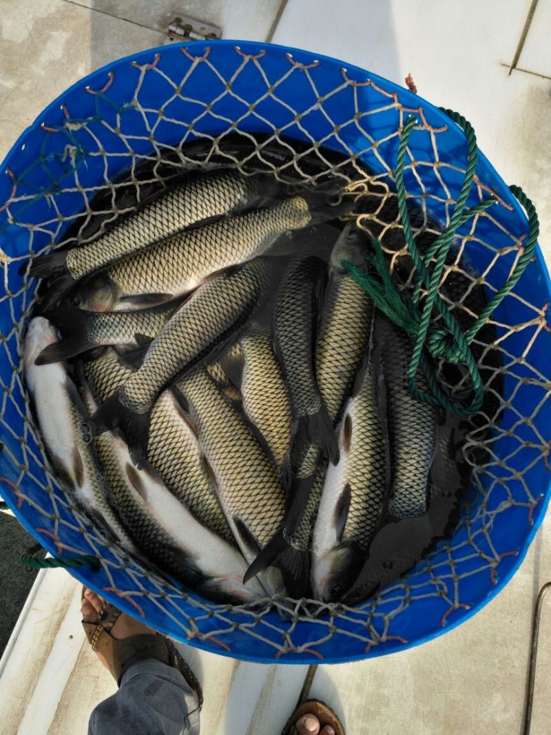 金草鱼0.5~1公斤人工养殖食用活鱼