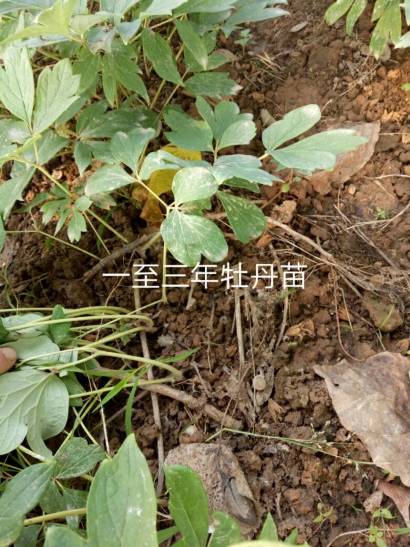 油牡丹苗20~30cm