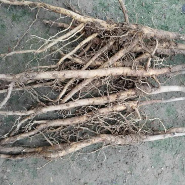 油牡丹苗20~30cm