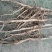 油牡丹苗20~30cm