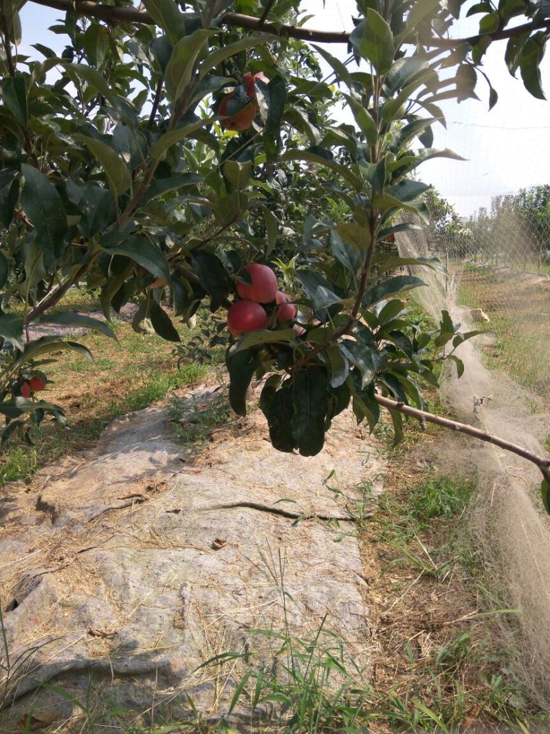 露利苹果树苗早熟新品种苹果苗7月中旬成熟的苹果苗品种