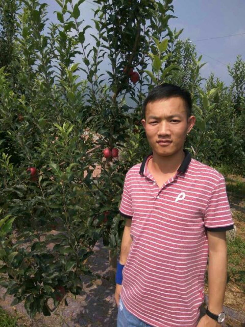 露利苹果树苗早熟新品种苹果苗7月中旬成熟的苹果苗品种