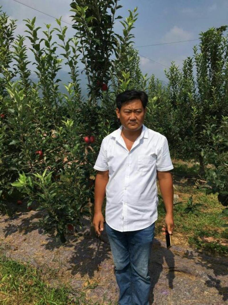 露利苹果树苗早熟新品种苹果苗7月中旬成熟的苹果苗品种