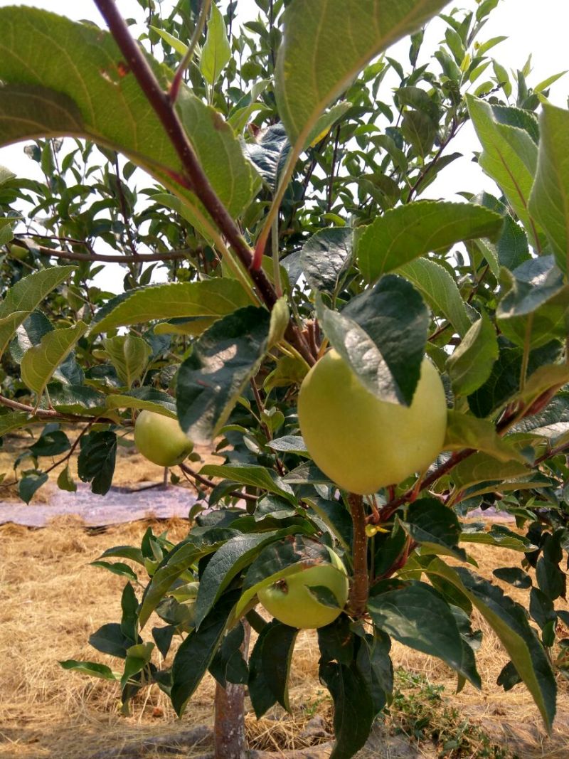 露利苹果树苗早熟新品种苹果苗7月中旬成熟的苹果苗品种