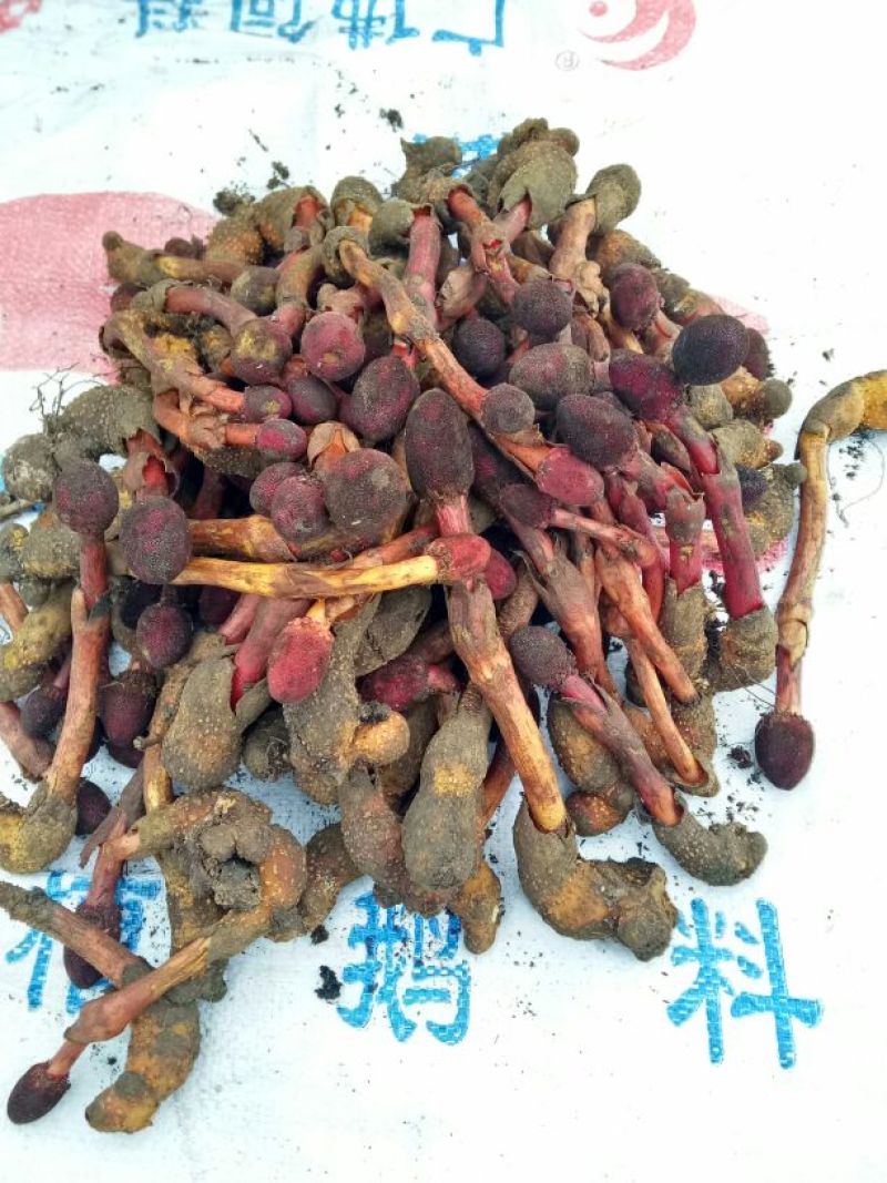 回心草回春草