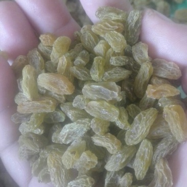 葡萄干无核一级