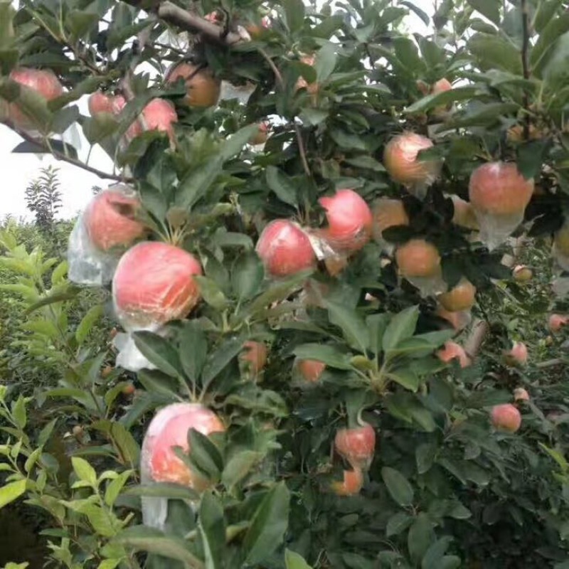 嘎啦苹果70mm以上膜袋