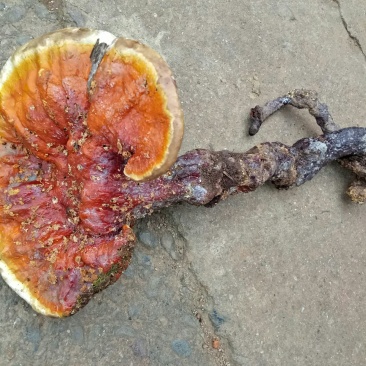 药用灵芝野生红统