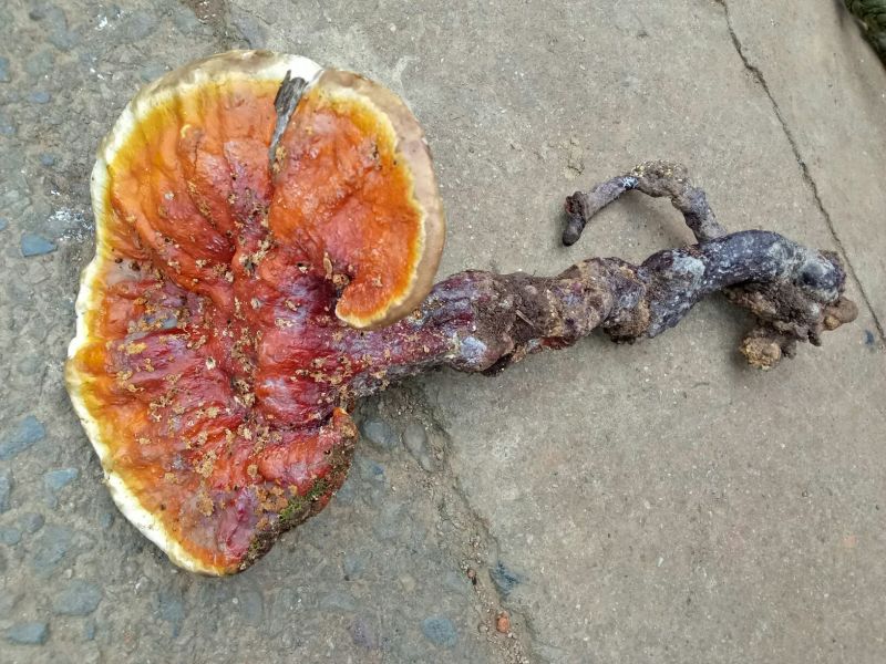 药用灵芝野生红统
