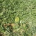 西瓜10斤打底8成熟1茬