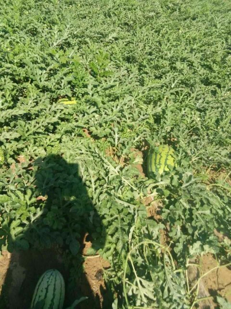 西瓜10斤打底8成熟1茬