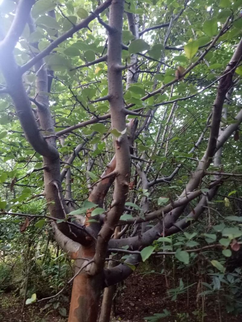 木瓜树10cm以下