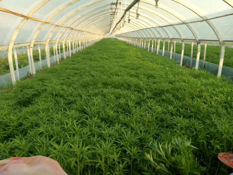 精品芦篙，颜色、嫩度包您满意，欢迎来电！