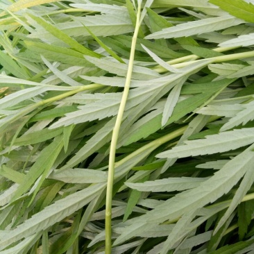 精品芦篙，颜色、嫩度包您满意，欢迎来电！