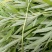 精品芦篙，颜色、嫩度包您满意，欢迎来电！