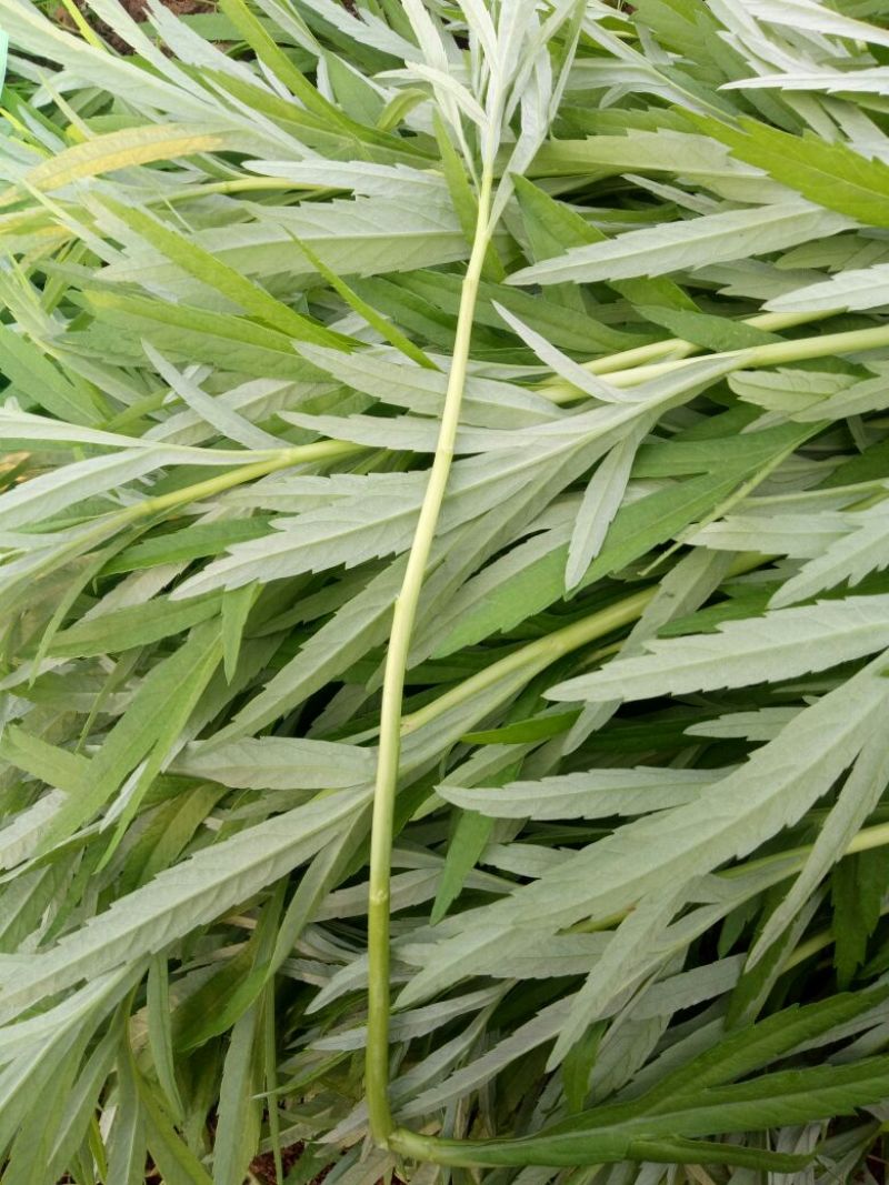 精品芦篙，颜色、嫩度包您满意，欢迎来电！
