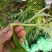精品芦篙，颜色、嫩度包您满意，欢迎来电！