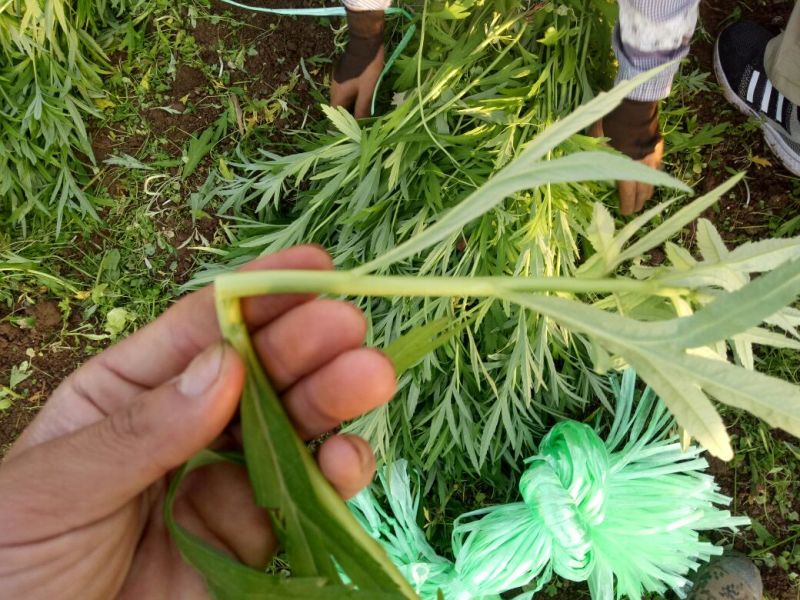 精品芦篙，颜色、嫩度包您满意，欢迎来电！