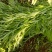 精品芦篙，颜色、嫩度包您满意，欢迎来电！