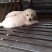 拉布拉多犬公