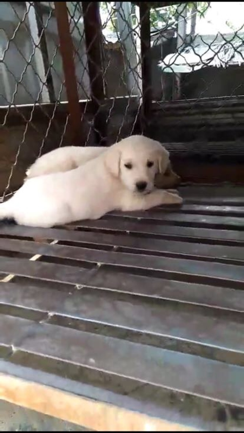 拉布拉多犬公
