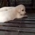 拉布拉多犬公