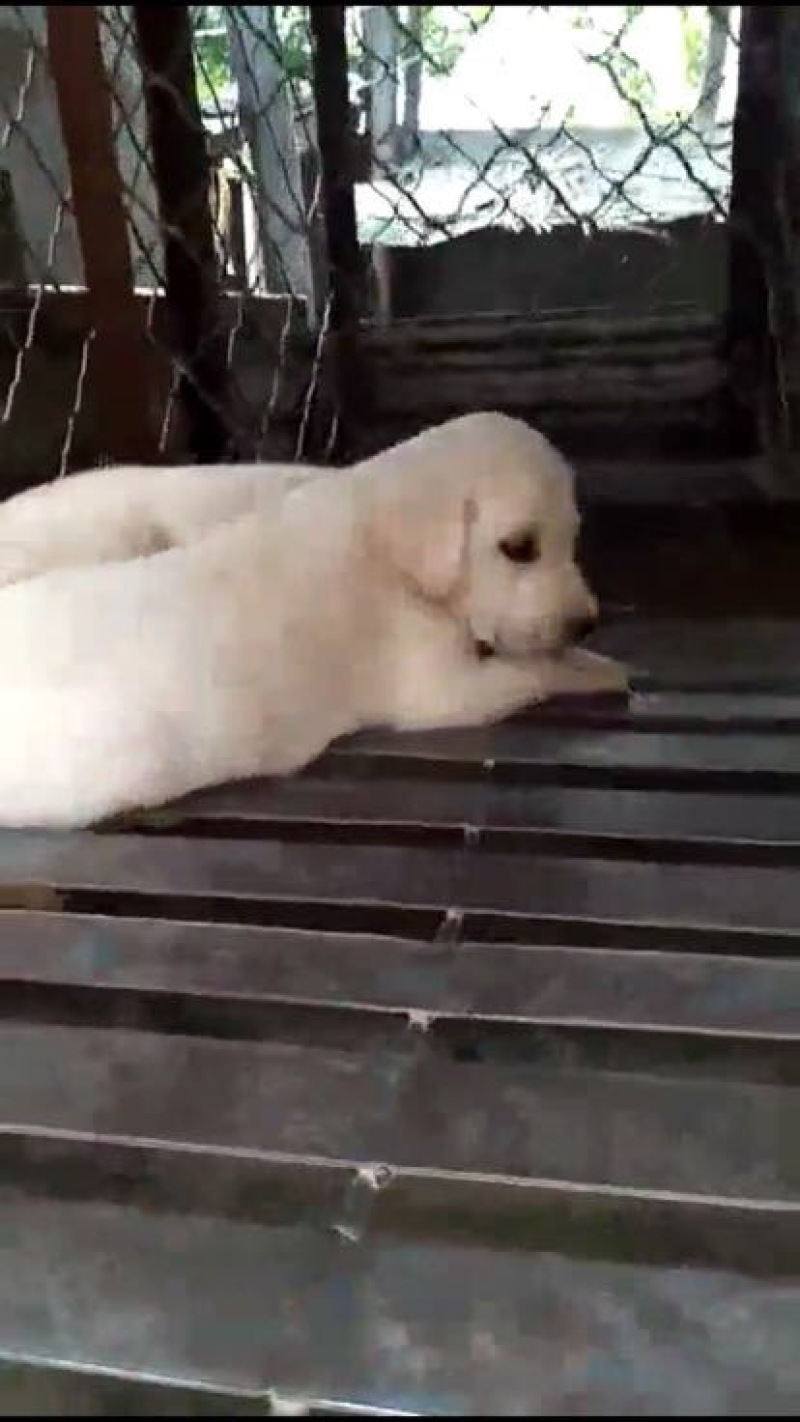拉布拉多犬公