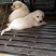 拉布拉多犬公