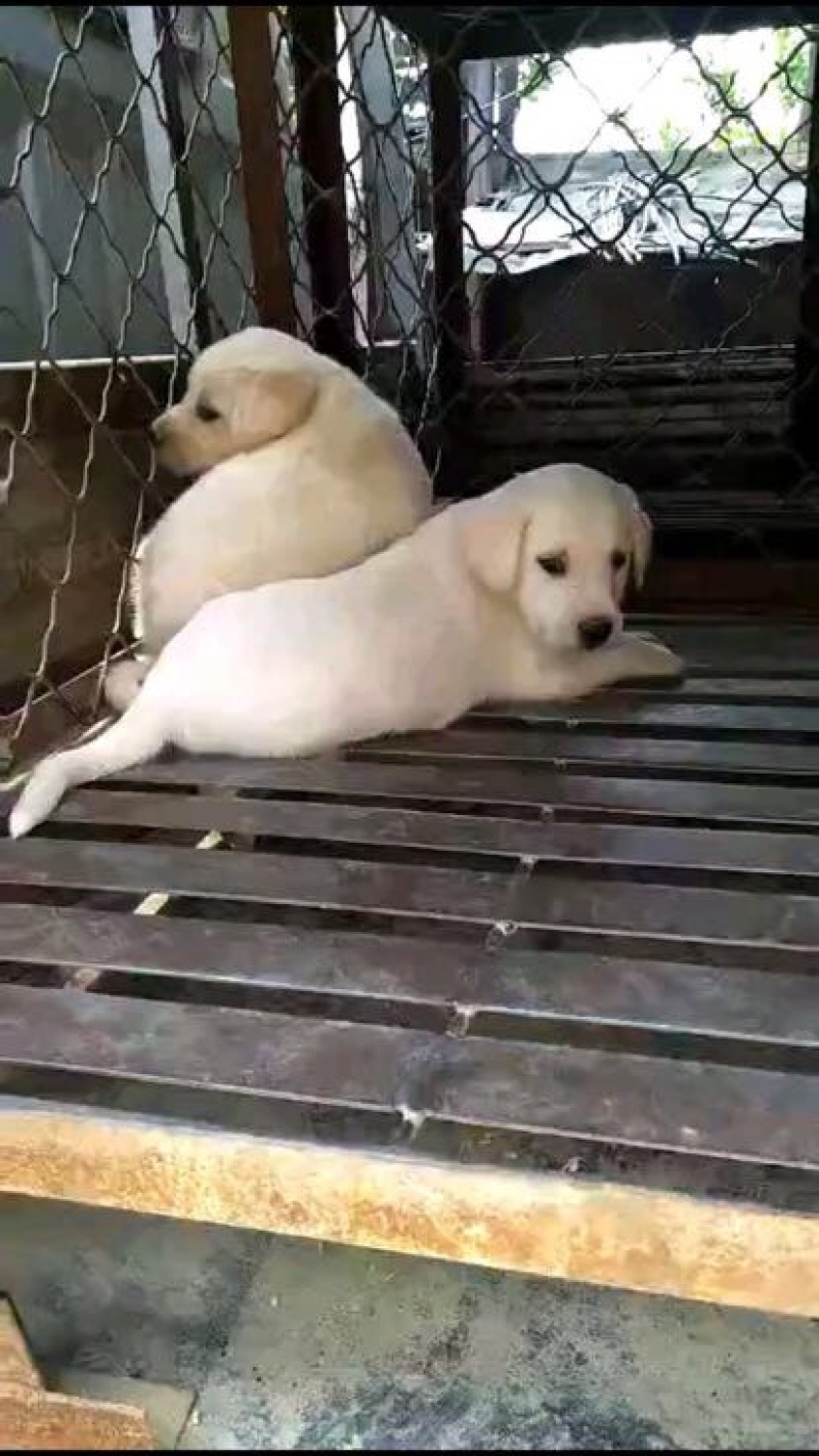 拉布拉多犬公