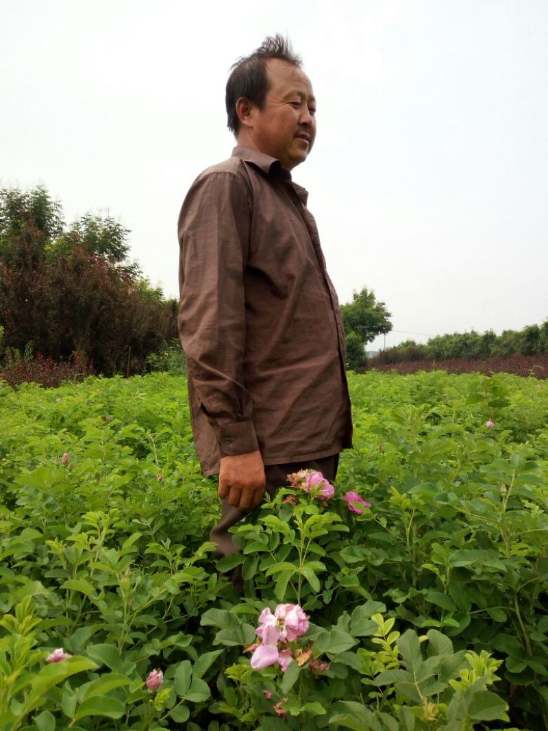 四季玫瑰3o一5o㎝