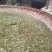 九叶青花椒特级干