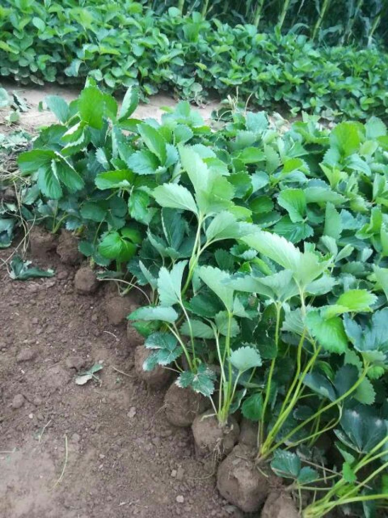出售红颜草莓苗20~30cm载苗除草器具和技术扶持
